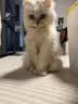 宝诺滋无谷鲜肉全价猫粮成幼猫全品种全期主粮通用试吃猫干粮 三文鱼鲜鸡肉【45%粗蛋白】3斤 实拍图
