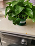 双盟绿萝盆栽除甲醛花卉绿植办公室新房净化空气180托盘4盆装源头直发 实拍图