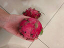 海南红心火龙果金都一号装新鲜采摘现摘现发 火龙果带箱3斤（单果300g-400g） 实拍图