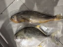 1号会员店（One's Member）甄选海南二去金鲳鱼去鳃去内脏生鲜鱼类 海鲜水产 700g/2条装 实拍图