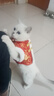 袋鼠妈妈准孕妇护肤品补水保湿洁面水乳面霜专用小麦4件套送妈妈护肤礼盒 实拍图