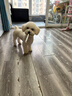 铂呐苓狗笼子大型中型犬室内围栏带厕所一体猫窝金毛边牧宠物狗屋 【六面管加粗13mm】70*52*61cm 实拍图