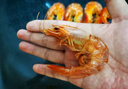 海鲜颂即食大虾干烤虾干虾仁干海虾干海产干货零食干虾海鲜特产源头直发 虾干XXXL500g*2（礼盒装） 实拍图