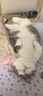LEGENDSANDY蓝氏全价猫粮成猫幼猫生骨肉冻干粮 猎鸟乳鸽系列兔肉口味0.05kg 实拍图