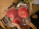番茄约500g 实拍图