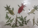天然真树叶植物标本幼儿园手工贴画儿童diy干树叶落叶手工材料包 儿童diy手工贴画-金鱼觅食 实拍图