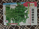 凤鸣雅世四季香菜籽种大小叶蔬菜种孑新老品种香菜籽四季香菜种子10克 实拍图
