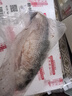 鹿凌青新鲜东海大鲥鱼 特大号1.8-2斤/条 无需刮鳞 海鲜水产海鱼鱼类 实拍图