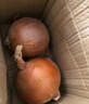 新鲜黄洋葱黄金水果洋葱即食蔬菜调料烧烤食材 新鲜黄洋葱 5斤 含箱 实拍图