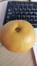 京地达秋月梨砀山秋月梨雪梨香梨子水果送礼净重4.8斤单果300g+源头直发 实拍图