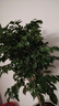 叹为观止大型独杆发财树庆典乔迁盆景绿植办公室盆栽客厅大型植物 平安树0.7-0.9米 不含盆 实拍图