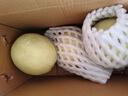 玉菇甜瓜冰淇淋现摘正宗新鲜水果整箱当季水果香瓜冰淇淋 【精品装】 5斤(净重4.7斤) 实拍图