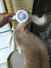 HELLOJOY宠物猫毛梳喷雾按摩梳去浮毛开结撸猫针梳猫咪梳毛专用神器猫梳子 实拍图