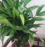 绿荫巷子幸福树绿宝绿植盆栽桌面植物办公室客厅吸甲醛好养易活四季常青 【欧式罗马柱】幸福树 高约35cm 实拍图