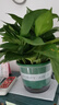 双盟绿萝盆栽除甲醛花卉绿植办公室新房净化空气180加仑2盆装源头直发 实拍图