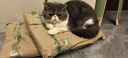 Orijen渴望猫粮 成猫幼猫粮 六种鱼肉无谷全价通用进口5.4kg效期26/7 实拍图
