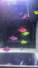 宠街坊小鱼缸一体缸自循环水族箱桌面客厅小型送礼生态鱼缸造景240 实拍图