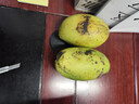 【双十一热卖】玉芒水果芒果新鲜上市 带箱2斤【单果300g+】 实拍图