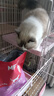 玫斯（metz）猫粮无谷天然猫粮成猫幼猫全阶段鲜肉孕猫全价奶糕猫粮 玫斯pro无谷全期猫粮1.5KG升级版 实拍图