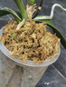 史丹利（STANLEY）水苔蝴蝶兰专用土干苔藓养兰花的营养土优质文石斛心兰乌龟 实拍图