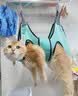 遇萤猫咪剪指甲固定包神器防抓控猫袋洗澡防咬控制悬挂式宠物美容吊床 湖蓝色M【建议20斤内】 送两个挂钩 实拍图