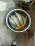 龙王恨鱼饵野战蓝鲫香腥钓饵江河湖库黑坑野钓鲫鱼鲤鱼草青鳊鱼钓鱼饵料 实拍图