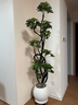 叹为观止大型植物发财树各种大颗盆栽开业乔迁客厅办公室内好养大型花卉 造型鸭脚木【1.5-1.7米】 含盆 实拍图