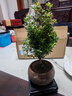 开时果 小叶赤楠盆景摆件 办公室桌面绿植花卉好养盆栽植物源头直发包邮 【推荐款】舍得紫砂盆+苔藓+底座 实拍图