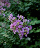 松下S5M2（20-60mm F3.5-5.6）（Panasonic）S5二代 全画幅微单相机 约2420万有效像素 新相位混合对焦 实拍图