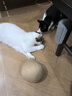 HELLOJOY猫玩具剑麻球超大号猫咪自嗨解闷神器耐咬球逗猫玩具 米色12CM 实拍图