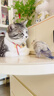 INSTINCT天然百利三文鱼配方全猫粮10磅/4.5kg 实拍图