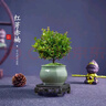 佰花锦小叶赤楠带花盆植物办公室内四季常青客厅绿植盆栽茶台桌面摆件 小叶赤楠+陶瓷莲花盆+接水底座+苔藓铺面 10-20cm 实拍图