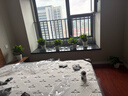 双盟绿萝盆栽除甲醛花卉绿植办公室新房净化空气 龙蛋竖纹4盆源头直发 实拍图