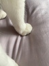 全棉时代（PurCotton）奈丝公主医护级纯棉安心裤安睡裤裤型卫生巾ML 1条旅行装京东自营 实拍图