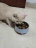 HELLOJOY不锈钢宠物食盆狗碗猫狗碗食盆水粮两用宠物碗喂食器 灰色 实拍图