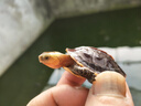 蟹爱黄缘龟安缘台缘受精蛋闭壳乌龟活体龟宠物观赏龟苗 20-30克（安缘苗）  一只  盒装 晒单实拍图