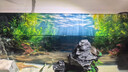 新款水草缸造景高级鱼缸背景贴纸5d高清画立体画立体壁画正胶自粘 意境造景水草-036 宽50cm-高30cm【送刮板】 晒单实拍图