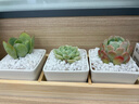 两腿跑【送货上门】多肉植物带盆办公室桌面盆栽组合绿植花卉幼儿园盆栽 简约3盆(带盆栽好) 实拍图