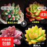 多肉植物精选图片品种发货照图办公室室内阳台桌面图片品种指定品 乙女心+蒂亚+姬胧月+黄丽+盆土 实拍图