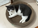 疯狂的主人 猫抓板窝超大号猫玩具猫爪板猫抓盆不掉屑猫窝碗形圆形瓦楞纸 实拍图