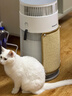 霍尼韦尔（Honeywell）宠物空气净化器吸猫毛除过敏源猫猫搭子 猫毛净化器杀菌消毒除异味【家电国家补贴】KJ360F-C22W 实拍图