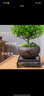 开时果 小叶赤楠盆景摆件 办公室桌面绿植花卉好养盆栽植物源头直发包邮 【推荐款】舍得紫砂盆+苔藓+底座 实拍图