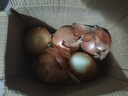 新鲜黄洋葱黄金水果洋葱即食蔬菜调料烧烤食材 新鲜黄洋葱 4斤 含箱 实拍图