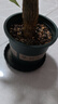 花盆绿植盆栽加厚塑料简约多肉小盆阳台客厅月季玫瑰大号家用花盆 矮款0.5加仑(口径10cm)2个盆 配套托盘 实拍图