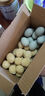 河南正宗松花蛋皮蛋无铅工艺50-60g/枚早餐买菜生鲜超市包邮溏心 10枚松花蛋【单枚50-60g】 实拍图