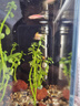 创星鱼缸加热棒电加热器自动恒温水族箱小型乌龟缸加温棒HCH 【自动恒温】适25L缸内蓝头HCH-50W 实拍图