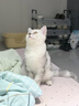 玫斯全新pro无谷物生鲜猫粮1.5kg成猫幼猫通用猫咪主粮英短 实拍图