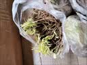 新韭菜根香韭菜农家传统小细叶韭菜根四季绿植盆栽庭院种植易成活 农家小叶韭菜 韭菜根200颗送种植说明 实拍图