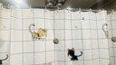 卡贝（cobbe）浴帘加厚防霉PEVA卫生间防水帘浴室遮挡帘防水布 猫咪1.8-2米 实拍图