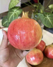 京鲜生 突尼斯软籽甜石榴超大果 4粒尝鲜装 单果400g 生鲜水果 实拍图